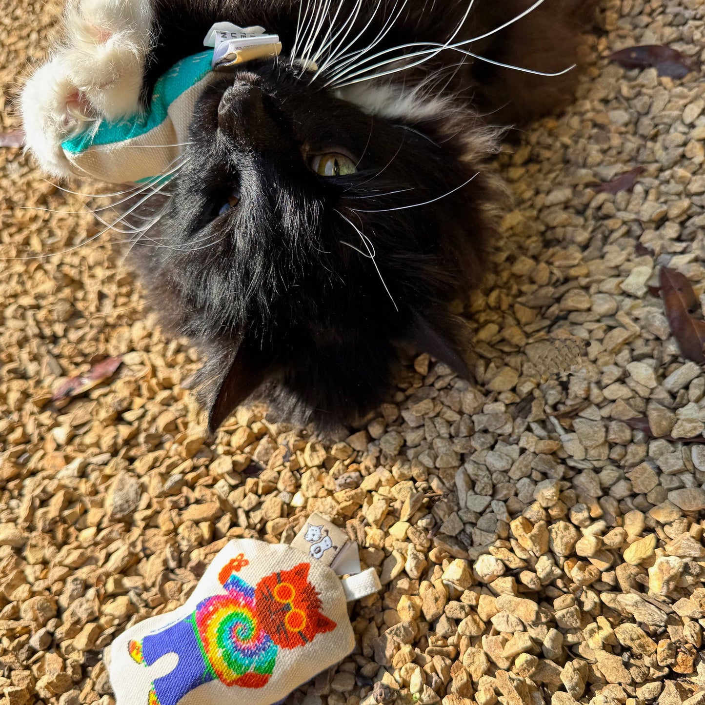 Go Kitty Go Cat Toy Set | Hippie Kitty